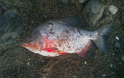 Monster pe un cârlig din Rybinsk a prins un piranha