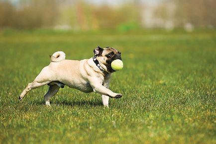 Pug - orașul Zooinform