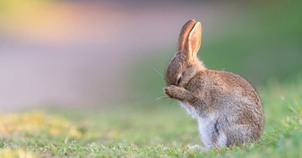 Se pot administra iepuri umede iepurilor - sfaturi utile