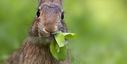 Чи можна давати кроликам мокру траву - корисні поради
