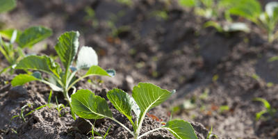 Este posibil să re-varză varza cultivată timpuriu de la ciocanul rămas în pământ de răspunsurile