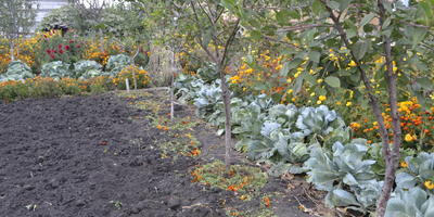 Este posibil să re-varză varza cultivată timpuriu de la ciocanul rămas în pământ de răspunsurile