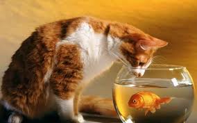 Lehet etetni a macska hal, cikkek macskák