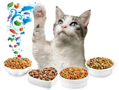 Pot amesteca hrana uscata si umeda de pisici