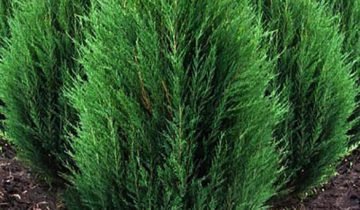 Juniperus cazac și alte arbuști ornamentali pentru reședință de vară