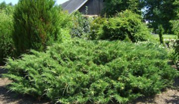Juniperus cazac și alte arbuști ornamentali pentru reședință de vară