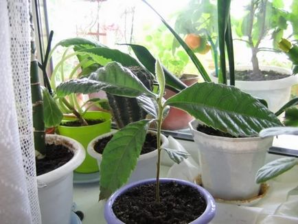 Medlar - îngrijirea și cultivarea plantelor în casă