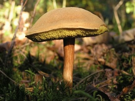 Amanita gyöngy - hasznos tulajdonságokkal, ellenjavallatok, és receptek (gomba) Amanita gyöngy - hasznos tulajdonságok, ellenjavallatok és receptek