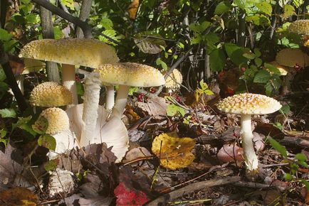 Amanita gyöngy - hasznos tulajdonságokkal, ellenjavallatok, és receptek (gyöngy) Amanita gyöngy - hasznos tulajdonságok, ellenjavallatok és receptek