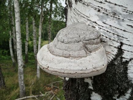 Мухомор перловий - корисні властивості, протипоказання і рецепти