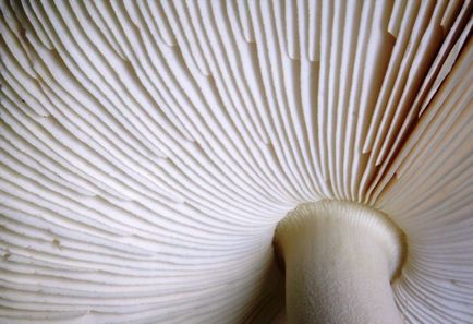 Amanita gyöngy - hasznos tulajdonságokkal, ellenjavallatok, és receptek (gomba) Amanita gyöngy - hasznos tulajdonságok, ellenjavallatok és receptek