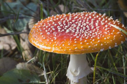 Amanita gyöngy - hasznos tulajdonságokkal, ellenjavallatok, és receptek (ellenjavallatok) Amanita gyöngy - hasznos tulajdonságok, ellenjavallatok és receptek
