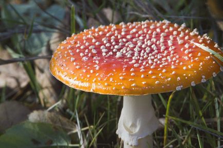 Amanita gyöngy - hasznos tulajdonságok, ellenjavallatok és receptek