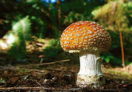 Amanita gyöngy - hasznos tulajdonságok, ellenjavallatok és receptek