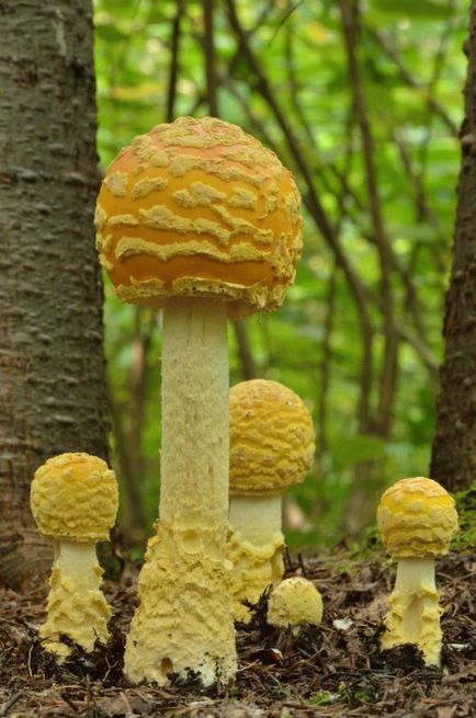 Amanita gyöngy - hasznos tulajdonságokkal, ellenjavallatok, és receptek (ellenjavallatok) Amanita gyöngy - hasznos tulajdonságok, ellenjavallatok és receptek