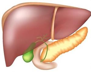 Народни средства за лечение и профилактика на заболявания на панкреаса HLS