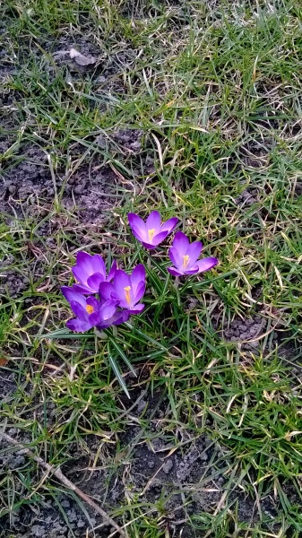 Pe gazonul tău era un pustiu