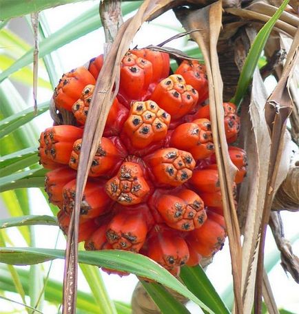 Un pandanus de fructe neobișnuit