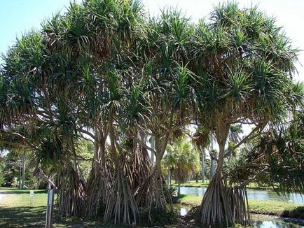 Un pandanus de fructe neobișnuit