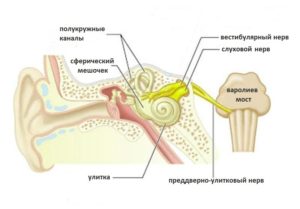 Неврит слухового нерва (кохлеарний неврит) симптоми і лікування