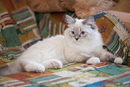 Невська маскарадна кішка фото породи