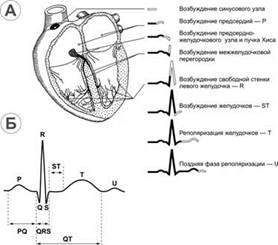 Normal electrocardiogramă umană, geneza sa, semnificație clinică