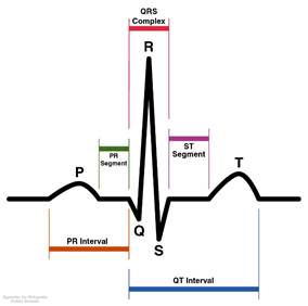 Normal electrocardiogramă umană, geneza sa, semnificație clinică