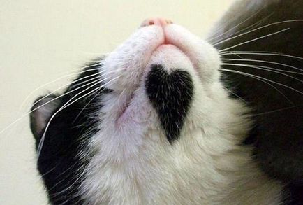 Новини дня коти, які не залишили нікого байдужим кіт-гітлер, кіт з вусами і кіт з космосу