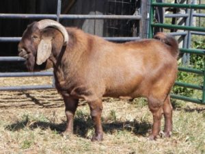 Нубійські кози опис породи, утримання і догляд