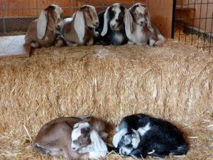 Нубійські кози опис породи, утримання і догляд