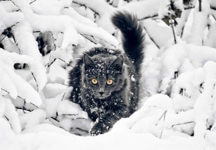Нюанси змісту кішки в зимовий період