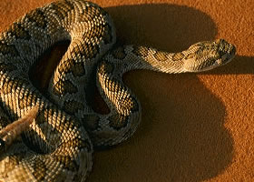 Звичайна гримуча змія або гремучник, світ тварин найнебезпечніші і агресивні тварини світу