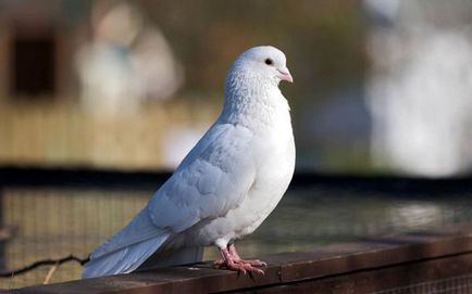 Prezentare generală a raselor de porumbei cu fotografii și nume