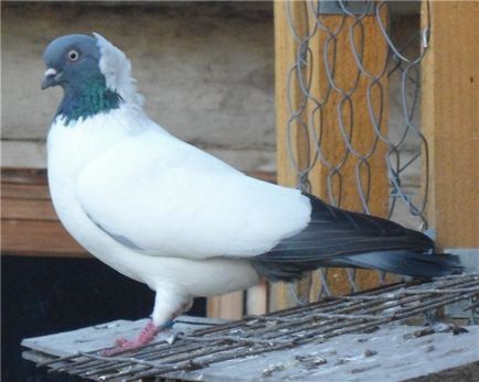 Огляд порід голубів з фотографіями і назвами
