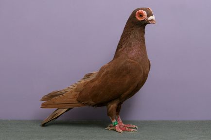 Prezentare generală a raselor de porumbei cu fotografii și nume