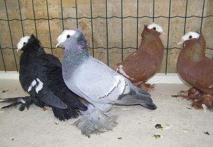 Огляд порід голубів з фотографіями і назвами