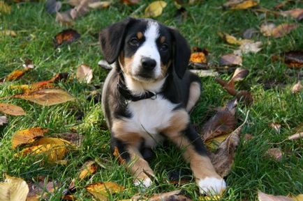 Privire de ansamblu a rasei de câini entlebucher sennenhund descriere a standardului, recenzii și fotografii