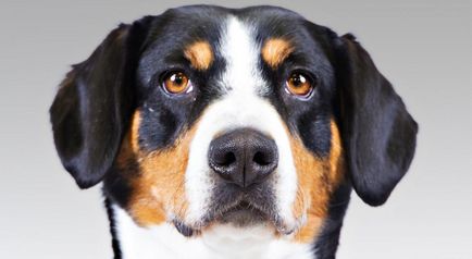 Privire de ansamblu a rasei de câini entlebucher sennenhund descriere a standardului, recenzii și fotografii