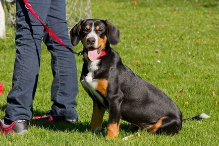 порода куче Entlebucher пастирско куче преглед описание на стандартните, отзиви и снимки