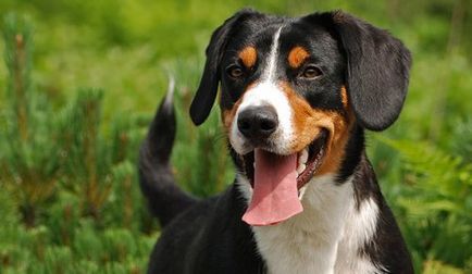 Огляд породи собак ентлебухер зенненхунд опис стандарту, відгуки та фото
