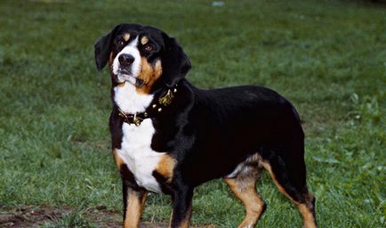 Privire de ansamblu a rasei de câini entlebucher sennenhund descriere a standardului, recenzii și fotografii