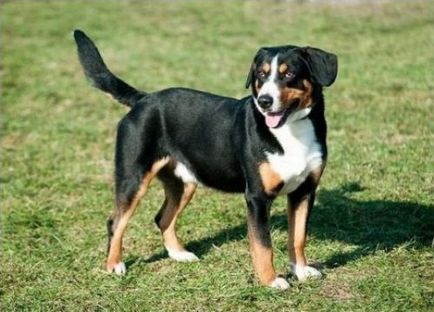 порода куче Entlebucher пастирско куче преглед описание на стандартните, отзиви и снимки