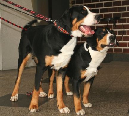 Privire de ansamblu a rasei de câini entlebucher sennenhund descriere a standardului, recenzii și fotografii