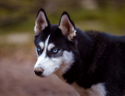 Napos túra, szánkó kutya kennel északkeleti