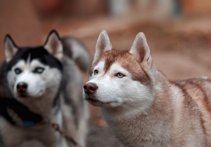 Napos túra, szánkó kutya kennel északkeleti