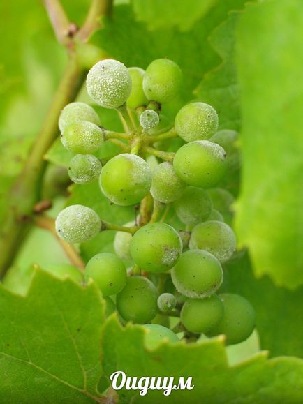Оїдіум на винограді профілактика і лікування
