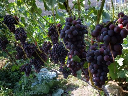 Оїдіум винограду лікування народними засобами заходи боротьби і профілактика