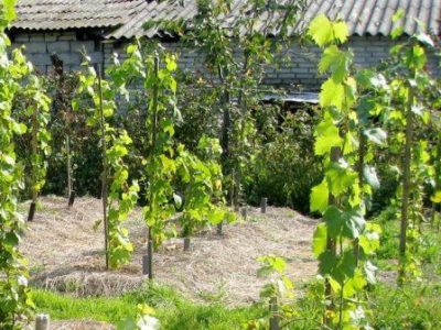 Оїдіум винограду заходи боротьби з борошнистою росою, ніж обробляти і лікування