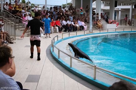 Oceanarium pe sentoza și cum să navighezi în parc