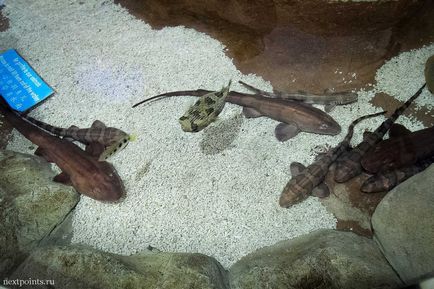 Oceanarium pe sentoza și cum să navighezi în parc